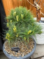 KARŁOWA Sosna schwerina 'Wiel's Champion' HIMALAJSKA X WEJMUTKA