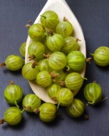 Agrest zielony "Invicta" sadzonka