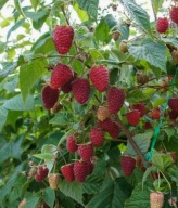 Malina WCZESNA PAKIET 40 cm PYSZNE WIELKIE owoce sadzonka VETEN