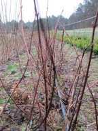 Pęcherznica Diabolo