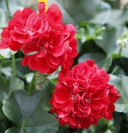 Pelargonia peltatum Sunflair Paula Red ZWISAJĄCA PEŁNA