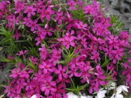 Floks Szydlasty Karminowy Bylina Sadzonka P9