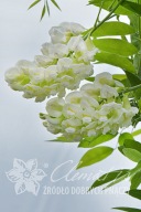 glicynia amerykańska 'Nivea' Wisteria