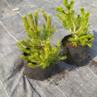 Sosna górska pinus mugo Pumilio