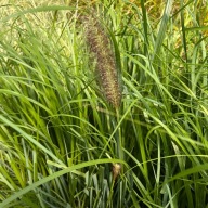 Rozplenica japońska 'Moudry' (Pennisetum) P13