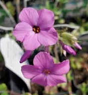 Floks rozłogowy Pink Ridge