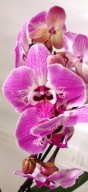 PHALENOPSIS storczyk 2