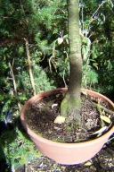 Klon palmowy Going Green okaz 12letni okaz w misie szczepiony japoński inny