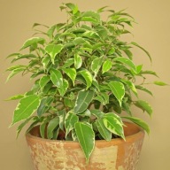 Ficus fikus benjamin kinky kremowe liście SADZONKA 30 cm