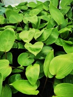 Funkia "PURPLE HEART" Hosta sadzonka