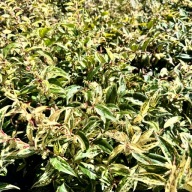 Kiścień wawrzynowy 'Makijaż' DUŻY doniczka C5 (Leucothoe fontanesiana)