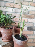 Kwiat Papirusa w starej glinianej donicy.