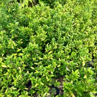 Trzmielina japońska 'Green Border' Pięcioletnia sadzonka (Euonymus) P13