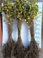 Brzoza brodawkowata 60 cm - 80 cm. Pakiet 200 sztuk