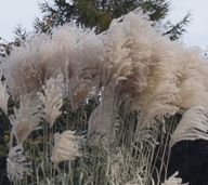 MISKANT CHIŃSKI ROSI MEGA DUŻA TRAWA 270 CM SREBRZYSTO-BIAŁE PIÓROPUSZE