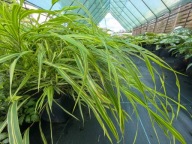 HAKONECHLOA SMUKŁA "ALBO-STRIATA" sadzonka