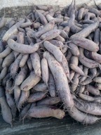 Buraki ćwikłowe podłużne 16 kg