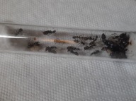 Camponotus aethiops kolonia mrówek 25 robotnic + potomstwo