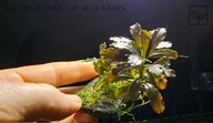 Bucephalandra sp .Blue Green -kolekcja od fibell