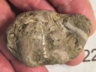 Skamieliny koralowce minerały