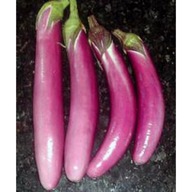 Bakłażan PINK TUNG długi idealny na szaszłyki nasiona kolekcjonerskie