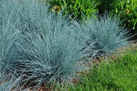 Kostrzewa sina Eliah Blue Festuca glauca sadzonki 2l