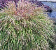 Hakonechloa Beni Kaze P9