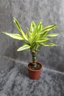 Dracena dracaena yellow coast SADZONKA 50 cm