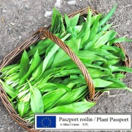 10kg CZOSNEK NIEDZWIEDZI świeże liście na wagę ulotka, paszport/ SEZON 2026