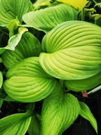 Funkia "STAINED GLASS" Hosta sadzonka
