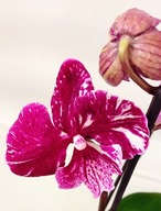 PHALENOPSIS storczyk 11 lenbongan