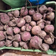 Buraczek czerwony bez GMO dla królików,trzody,owiec