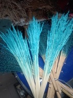 Trawa leśna naturalna kłosy susz krajowy kolory niebieski do palm Polska