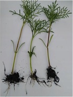 KOSMOS MIX 100 sztuk sadzonki 20 cm z gołym korzeniem kwitnie całe lato