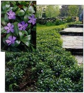 BARWINEK POSPOLITY Vinca minor sadzonki 120 sztuk zimozielony MARTYNA