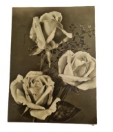 Pocztówka róże sepia Warszawa 1949 stempel znaczek PRL