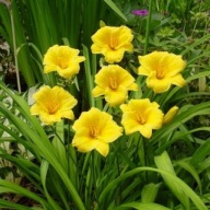 liliowiec stella d'oro sadzonka w pojemniku wieloletnia na rabaty