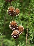 Szyszki modrzewiowe 100szt