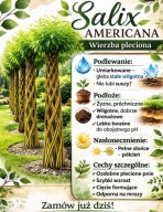 Wierzba pleciona sadzonka wiklina 180 cm
