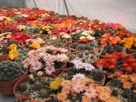 Kaktus ,Rebutia, Mediolobivia Gymnocalycium Notocactus mix 20 sztuk