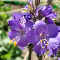 Wielosił błękitny - 400 nasion