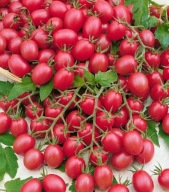 Malinowy Kapturek Sadzonki Pomidorów