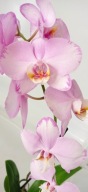 PHALENOPSIS storczyk 13.5