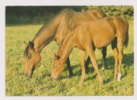 Stadnina Koni Moszna 1983r. klacz XX Diana 434f
