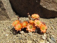 Kaktus ,Rebutia, Mediolobivia elegantula SE 60