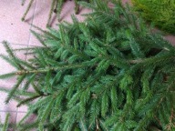 Gałęzie gałązki świerkowe żywe 50 sztuk 40 cm na wieńce wiązanki stroiki