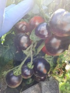 Pomidor Osu blue koktajlówka antyoksydant nasiona kolekcjonerskie