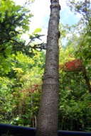 Kasztanowiec czerwony 16 letni szczepiony pienny 260cm stary okaz inny