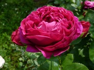 Róża na pniu piwoniowa – wielkokwiatowa, pachnąca