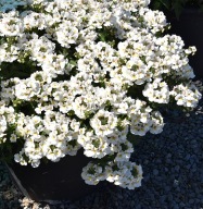 Nemezja ROŚLINA ZWISAJĄCA Nemesia Nesia Snow Angel